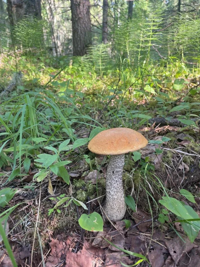 Летняя фотография базы